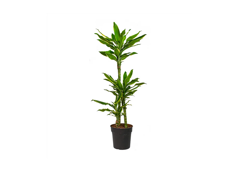 Dracaena Golden Coast