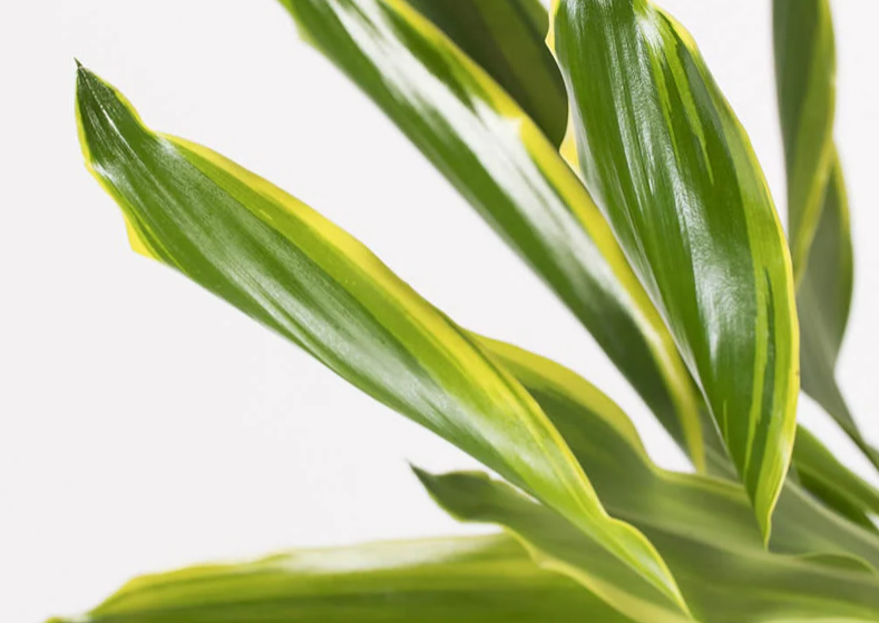 Dracaena Golden Coast