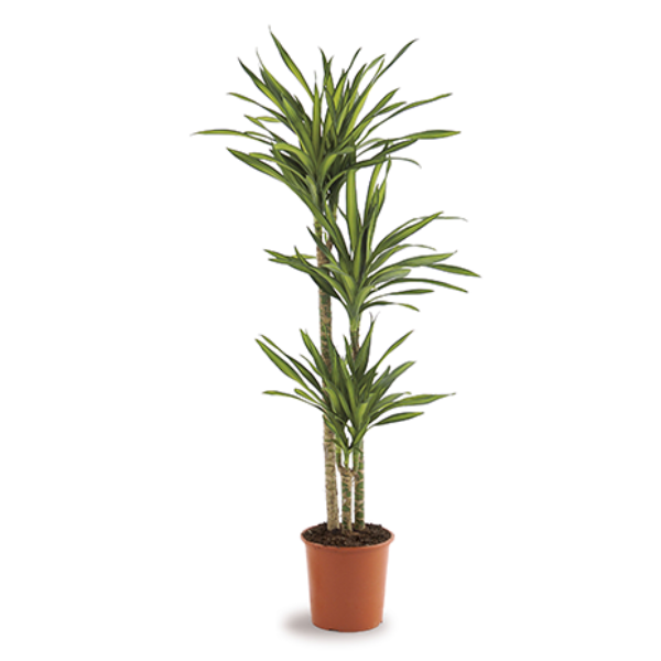 Dracaena fr. Riki 3pp 90-60-30