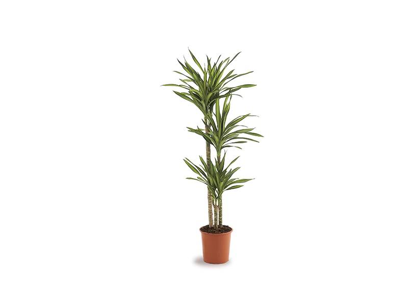 Dracaena Rikki