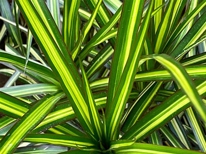 Dracaena Rikki