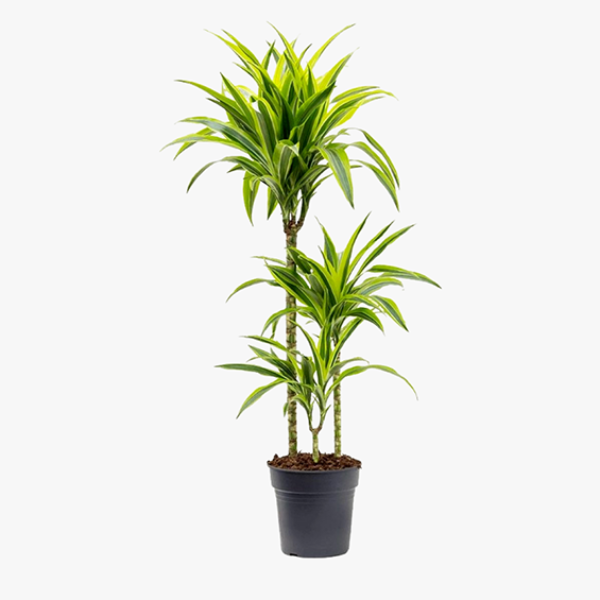 Dracaena Lemon Lime 3pp 'P21