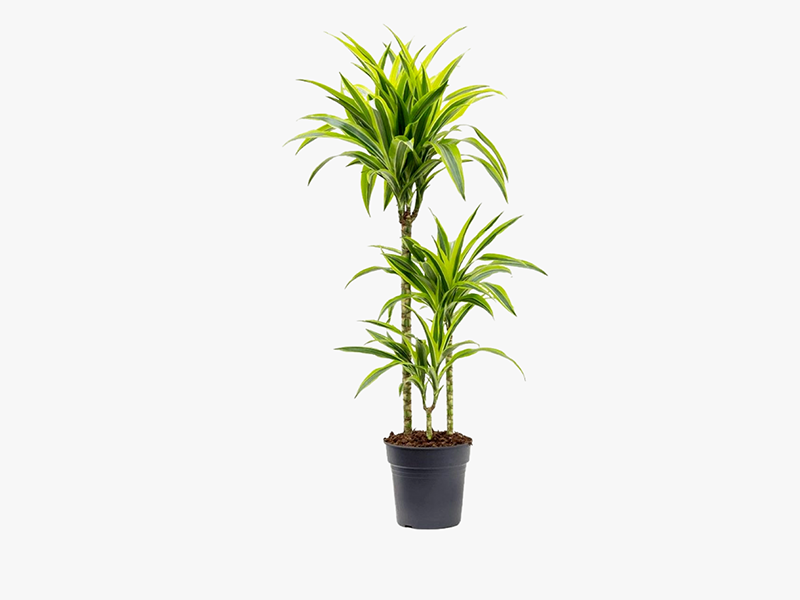 Dracaena Lemon Lime