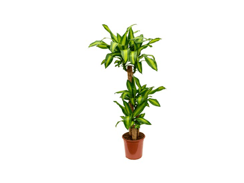 Dracaena Massangeana 200-210cm 4PP