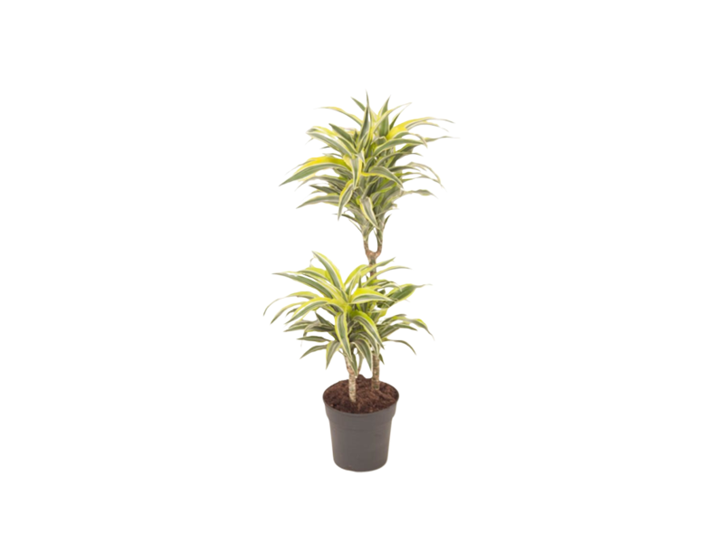 Dracaena Compacta Surprise 150-170cm 4PP