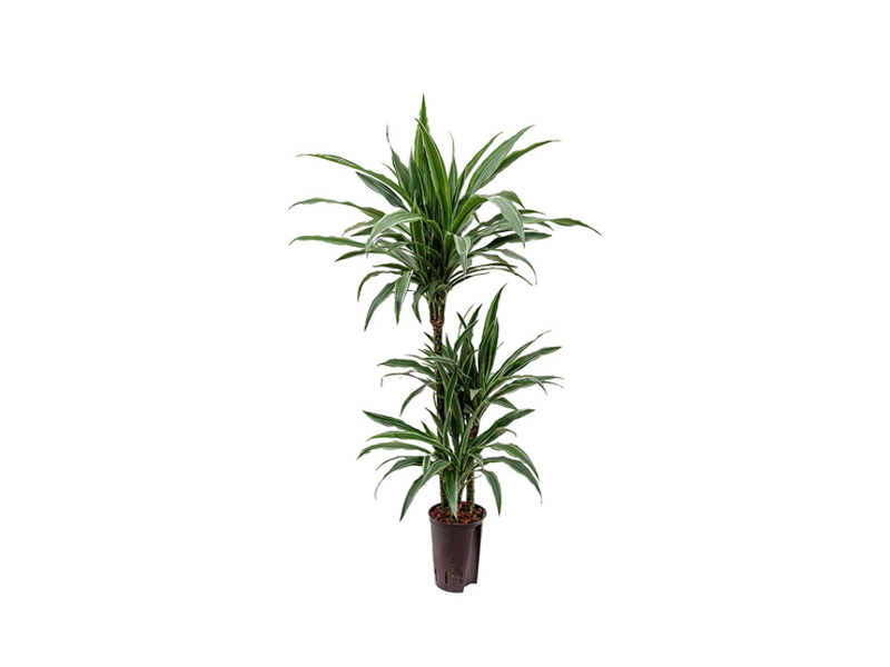 Dracaena Warneckii