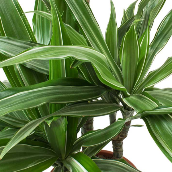 Dracaena Warneckii 2pp '90