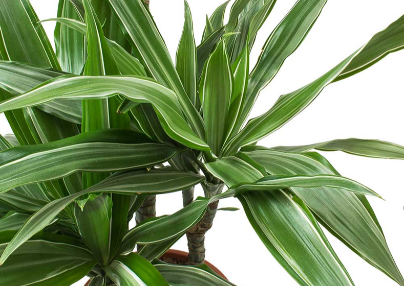 Dracaena Warneckii