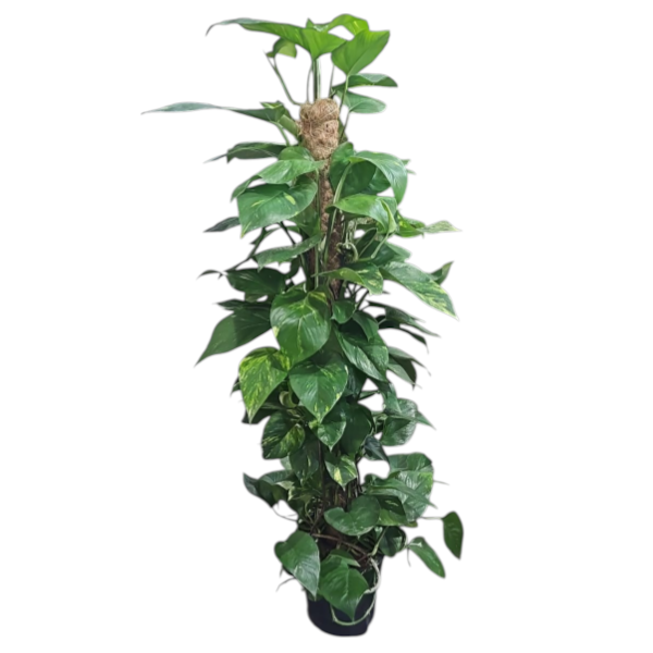 Epipremnum Aureum