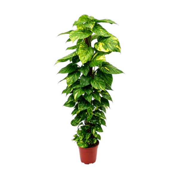 Epipremnum Aureum Mosstick 80cm