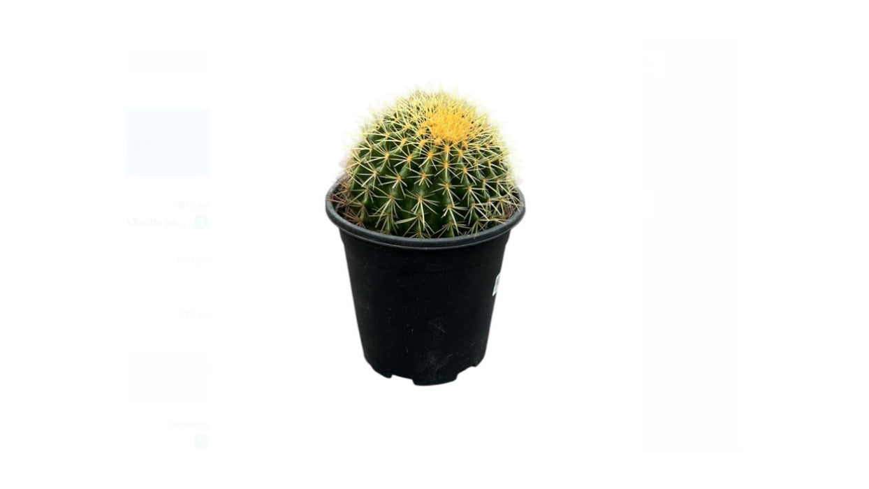 Echinocactus