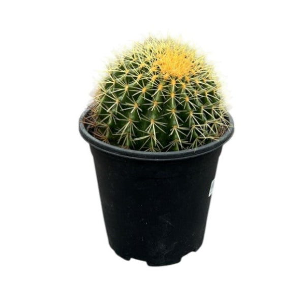 Echinocactus