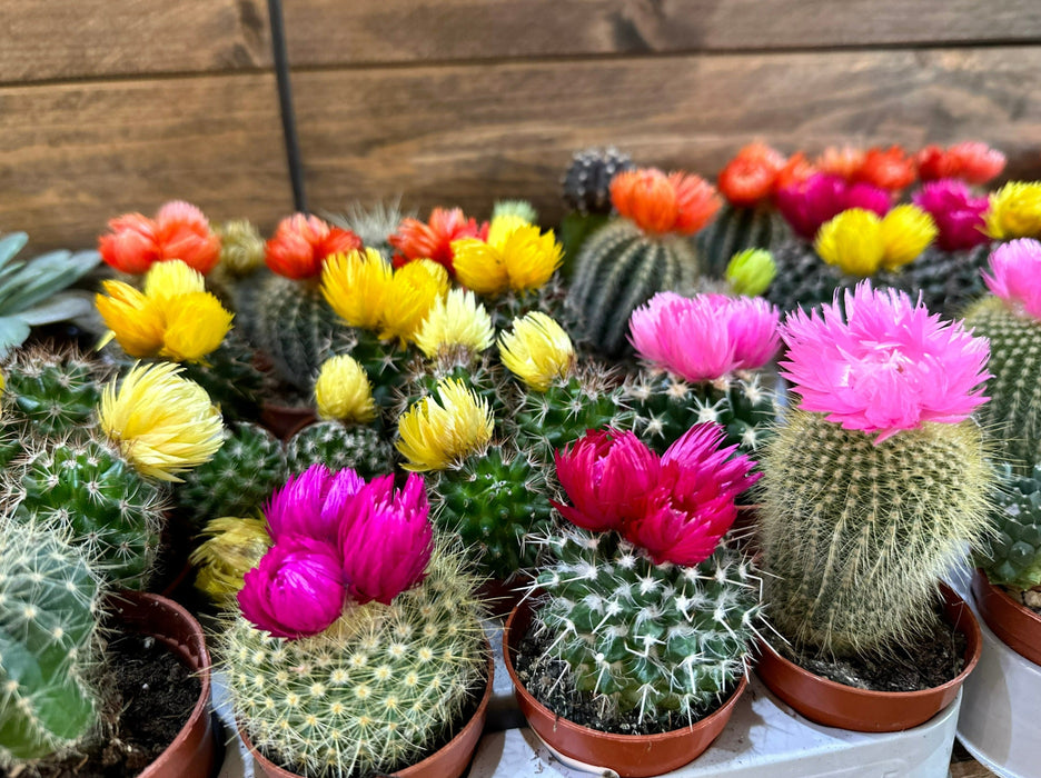 Cactus Mini - Mixed Variety