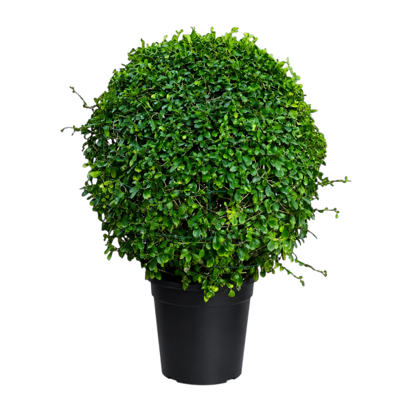 Ehretia Microphylla Ball '80