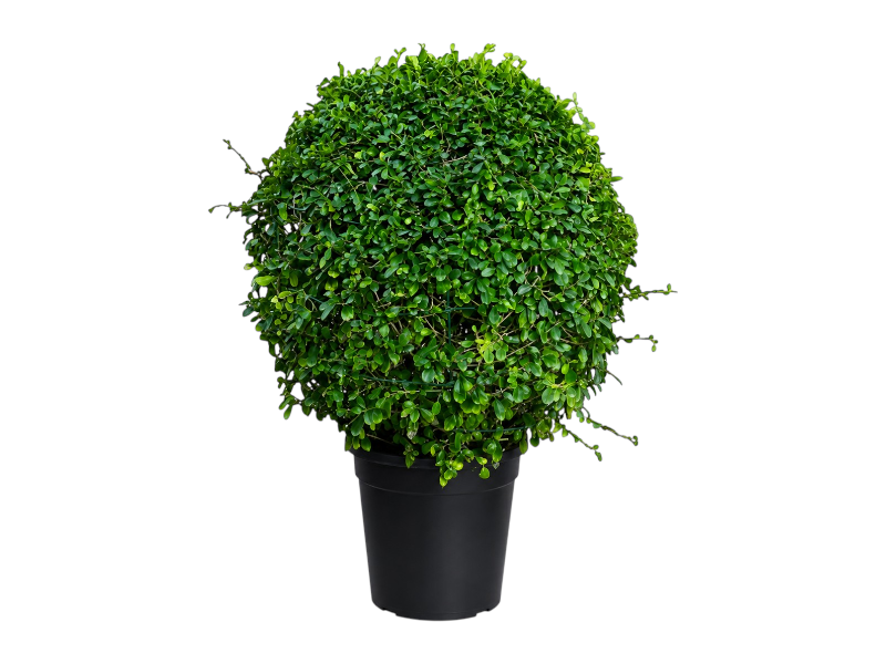 Ehretia Microphylla Ball 'P10
