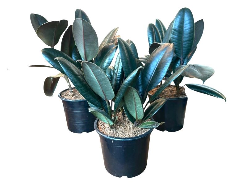 Ficus elastica 3pp