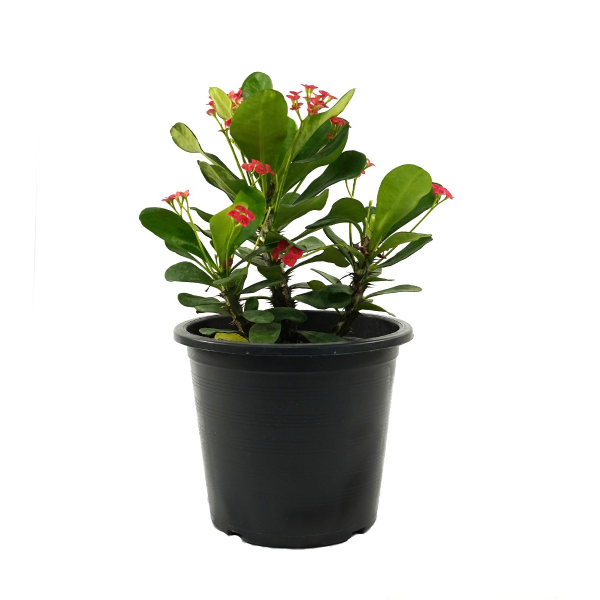 Euphorbia Milii