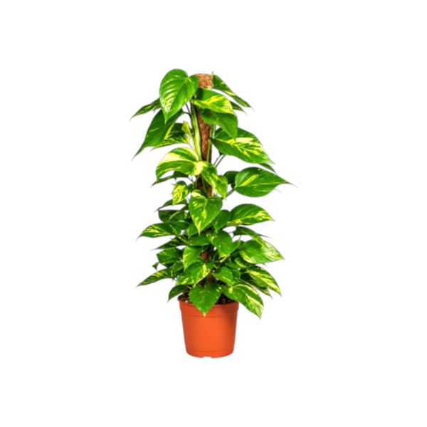 Epipremnum Aureum Mosstick H50