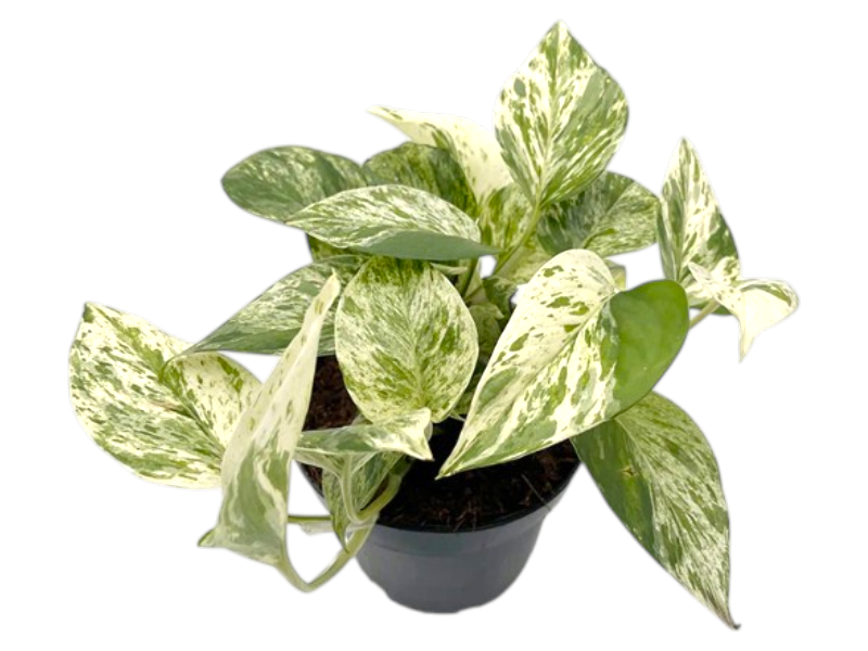 Epipremnum pin. snow Leopard