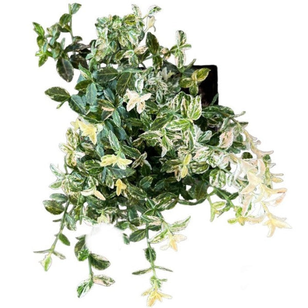 Euonymus Japonicus Mix