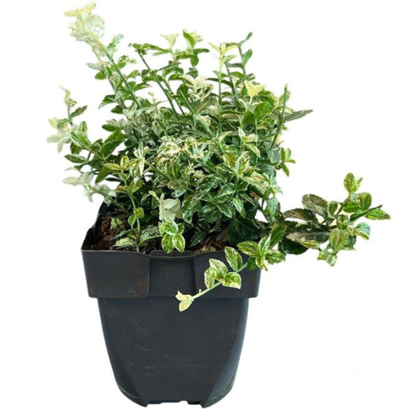 Euonymus Japonicus Mix