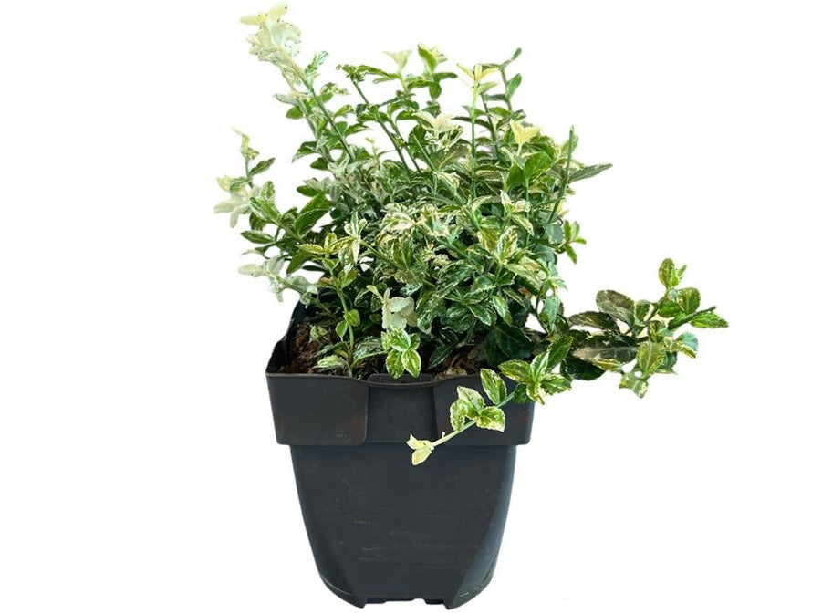 Euonymus 'Spindle tree' - Mixed Variety