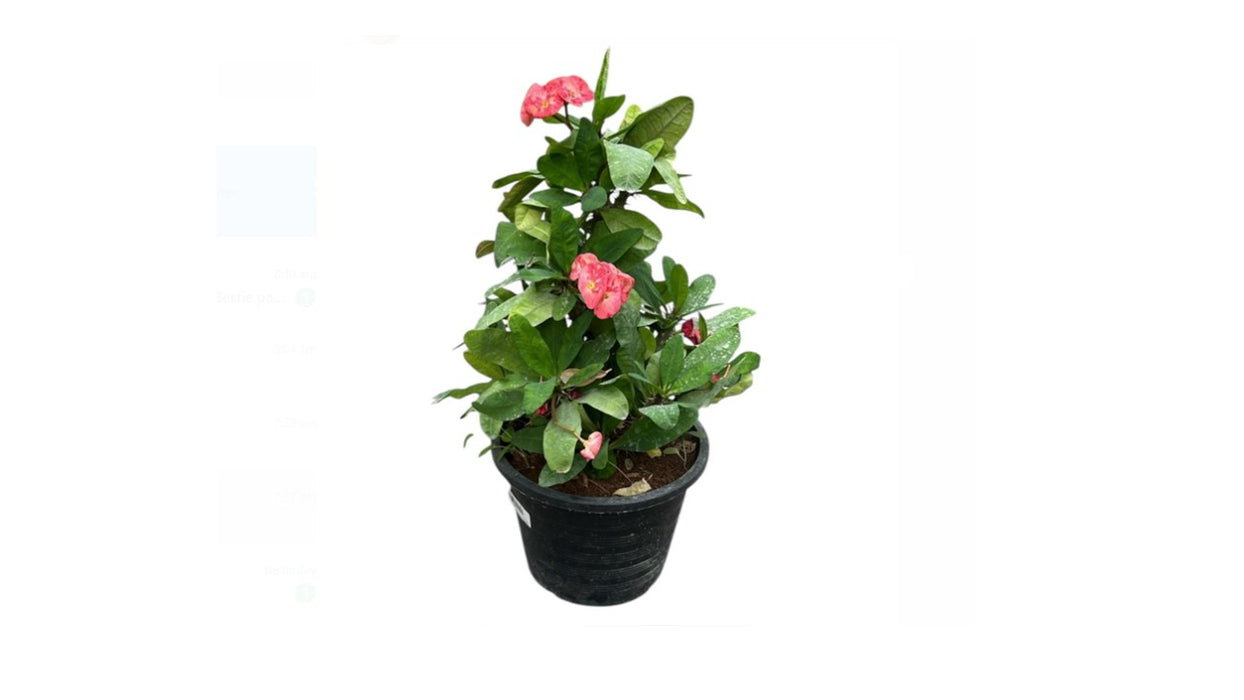 Euphorbia Milli 'P8