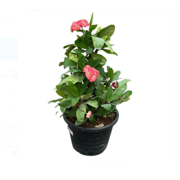 Euphorbia Milli 'P8