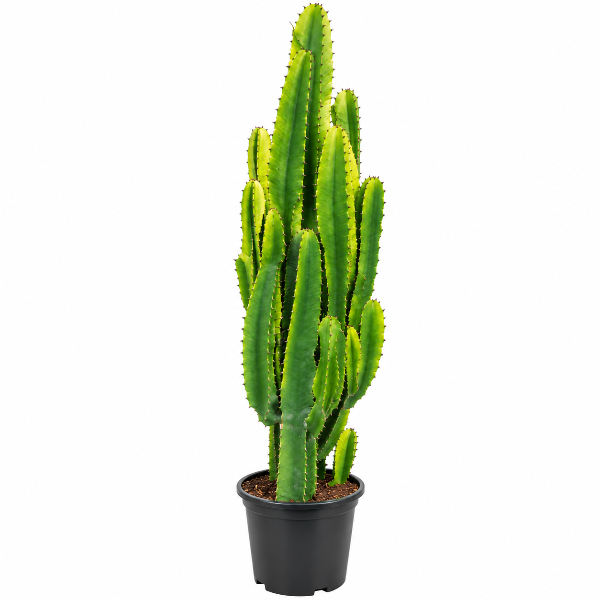 Euphorbia 'Ingens'