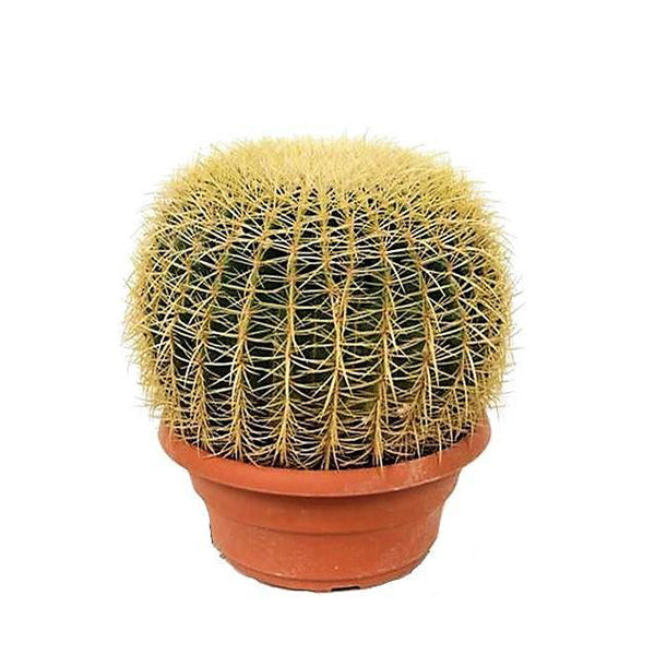 Echinocactus Ball