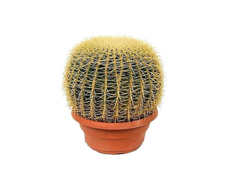 Echinocactus Ball