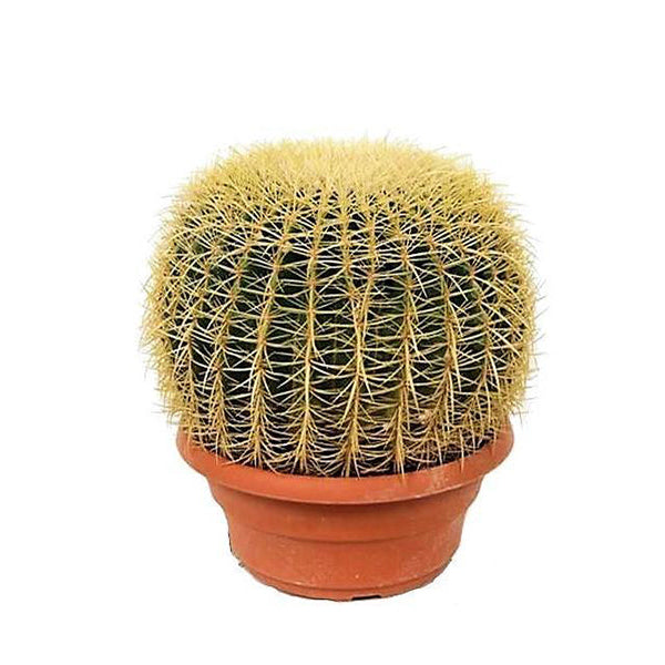 Echinocactus Grusonii