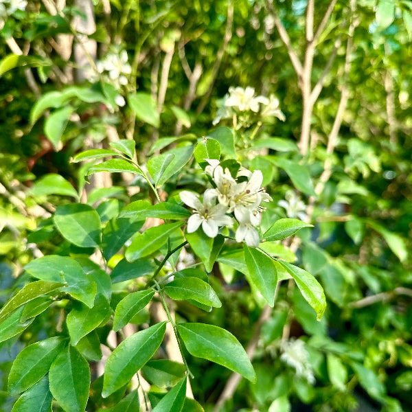 Murraya Paniculata H150cm
