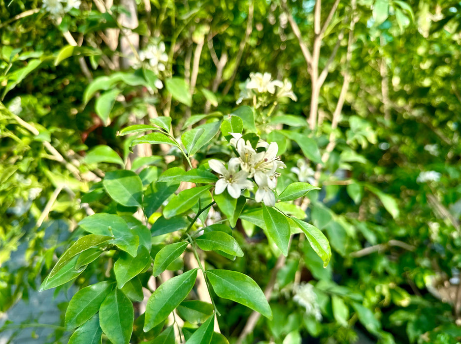 Murraya Paniculata H150cm
