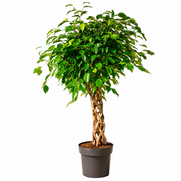 Ficus benjamina special shape tube