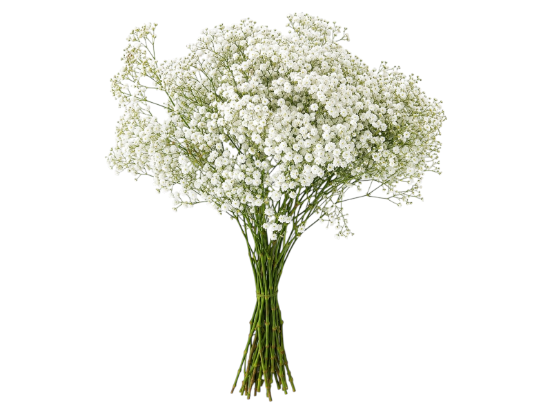 Gypsophila bunch H70cm