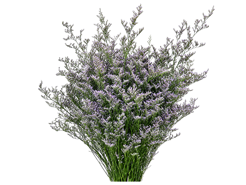 Limonium 60cm