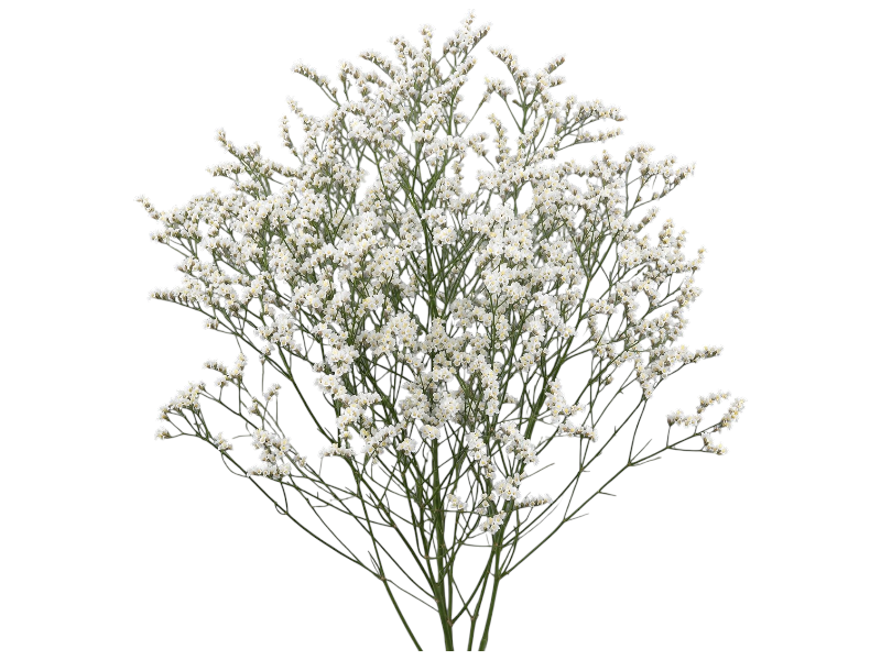 Limonium 60cm