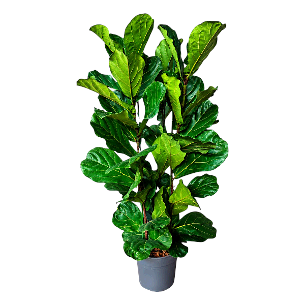 Ficus lyrata 150cm