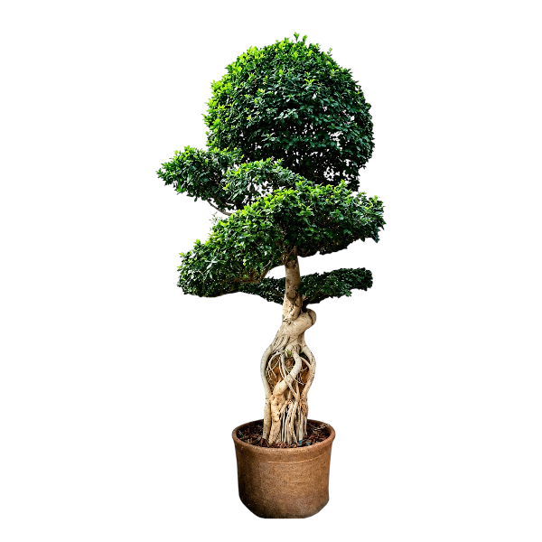 Ficus Bonsai H350
