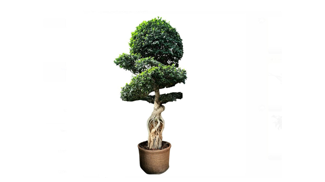 Ficus Bonsai H350