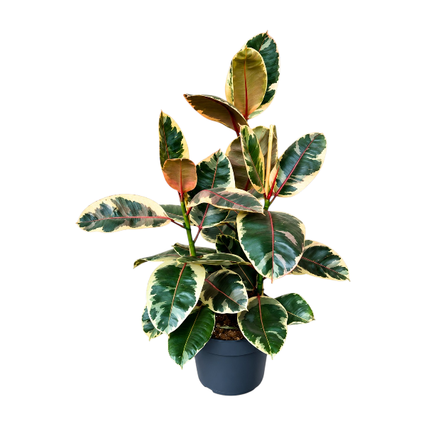Ficus elastica mix