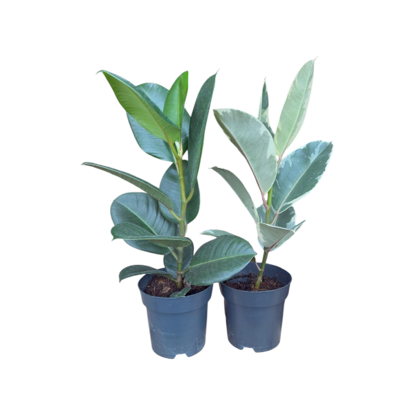 Ficus Elastica Robusta 'P12