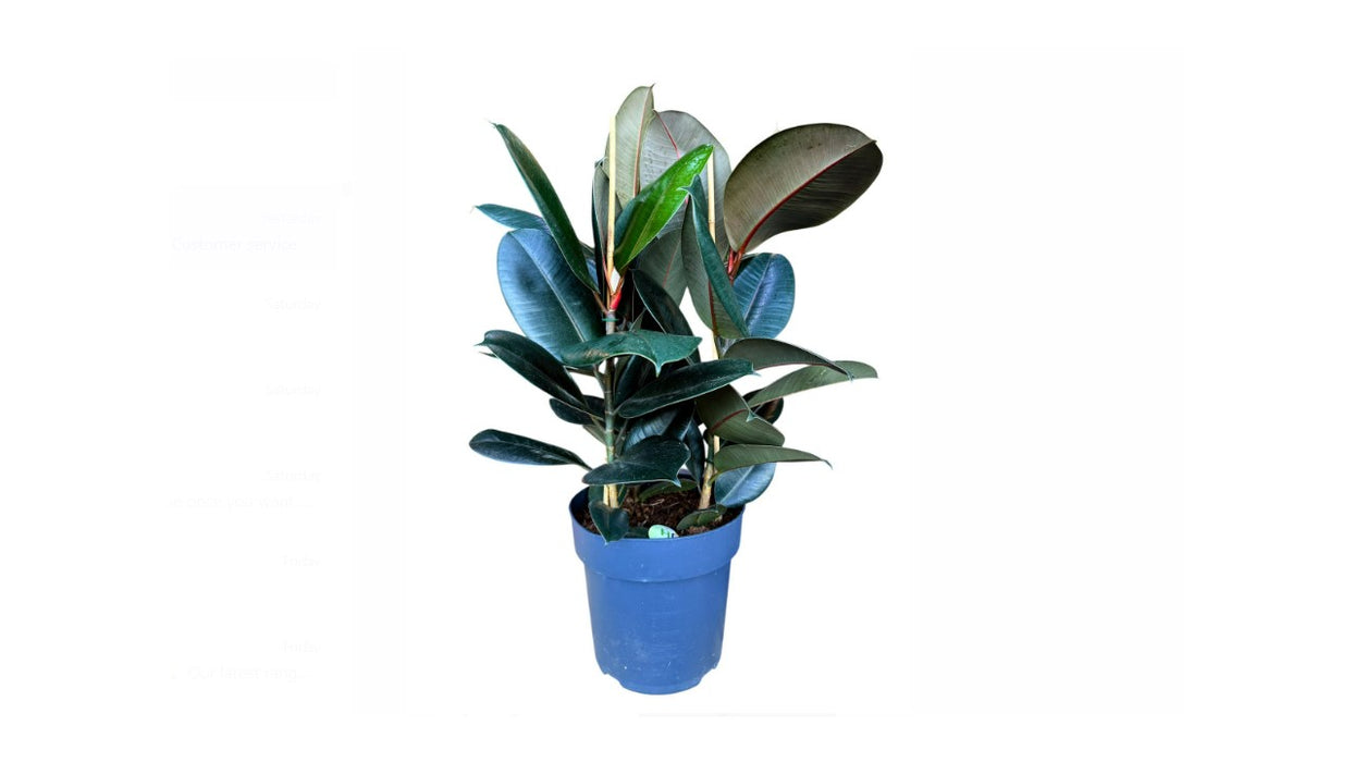 Ficus elastica 'Abidjan'