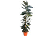 Ficus Elastica Abidjan