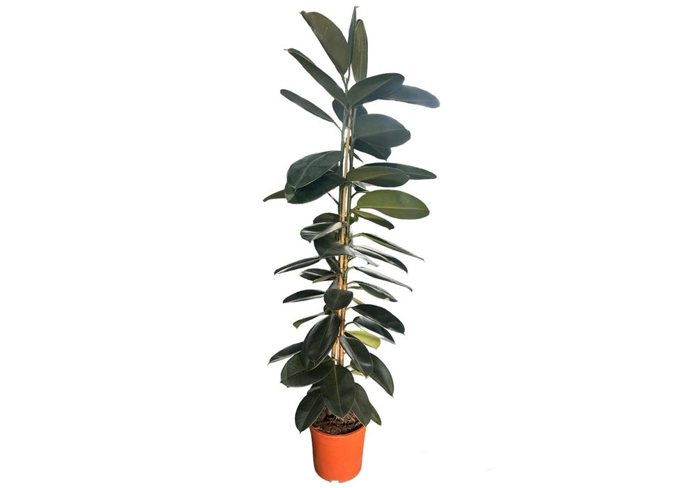Ficus Elastica Abidjan