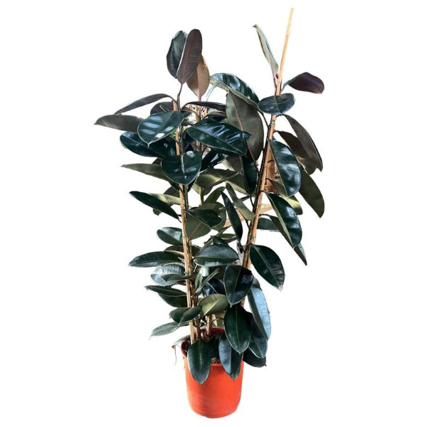 Ficus Elastica Abidjan 3pp
