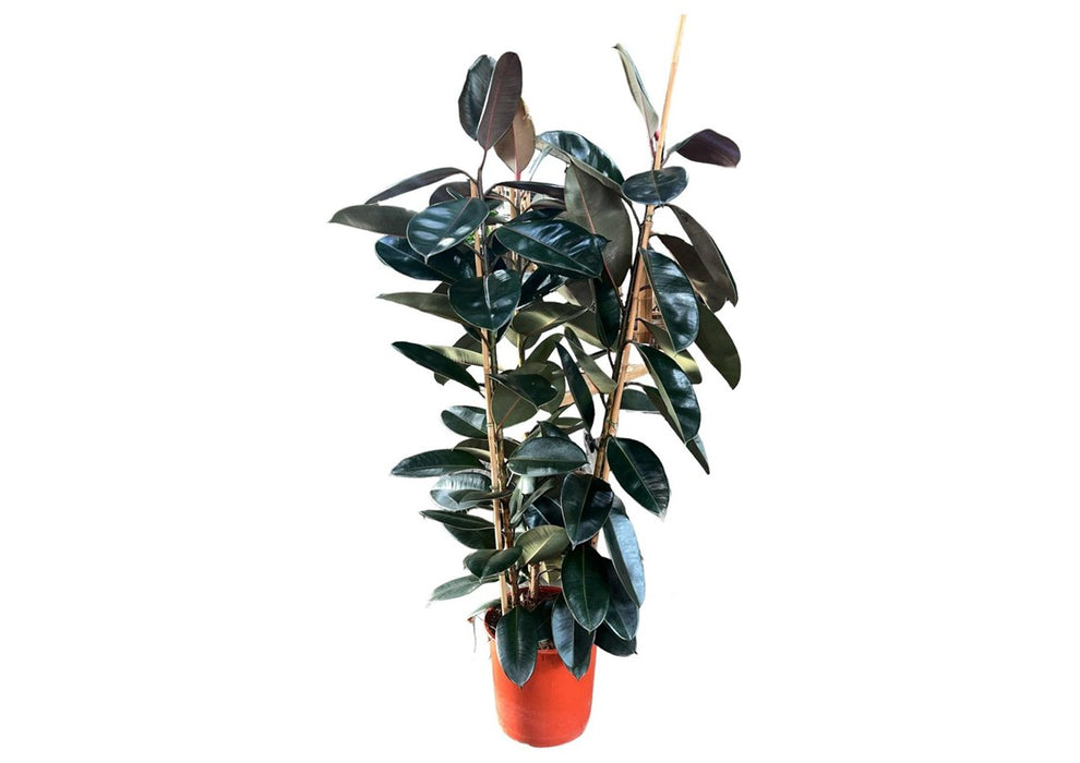 Ficus Elastica Abidjan 3pp