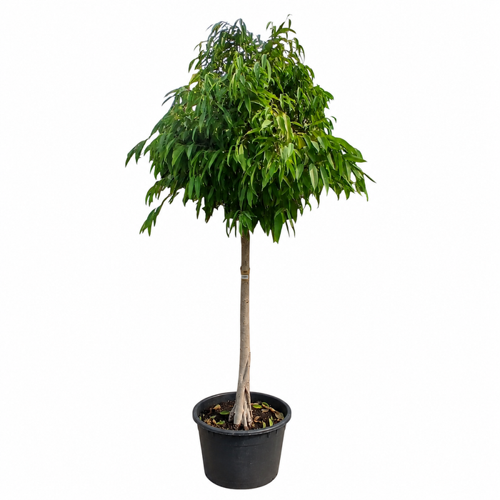 Ficus Amstel Queen P70