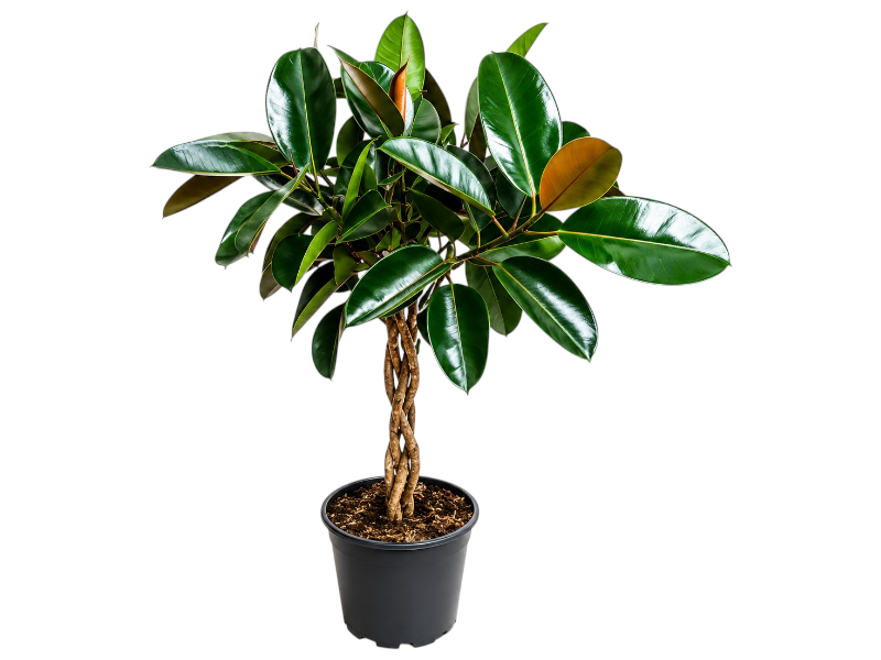 Ficus Elastica Burgundy Twisted